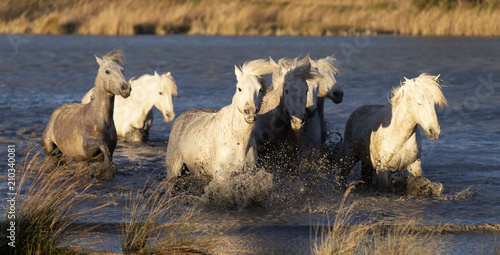 Fototapeta Naklejka Na Ścianę i Meble -  Beautiful White Horses of Camargue France