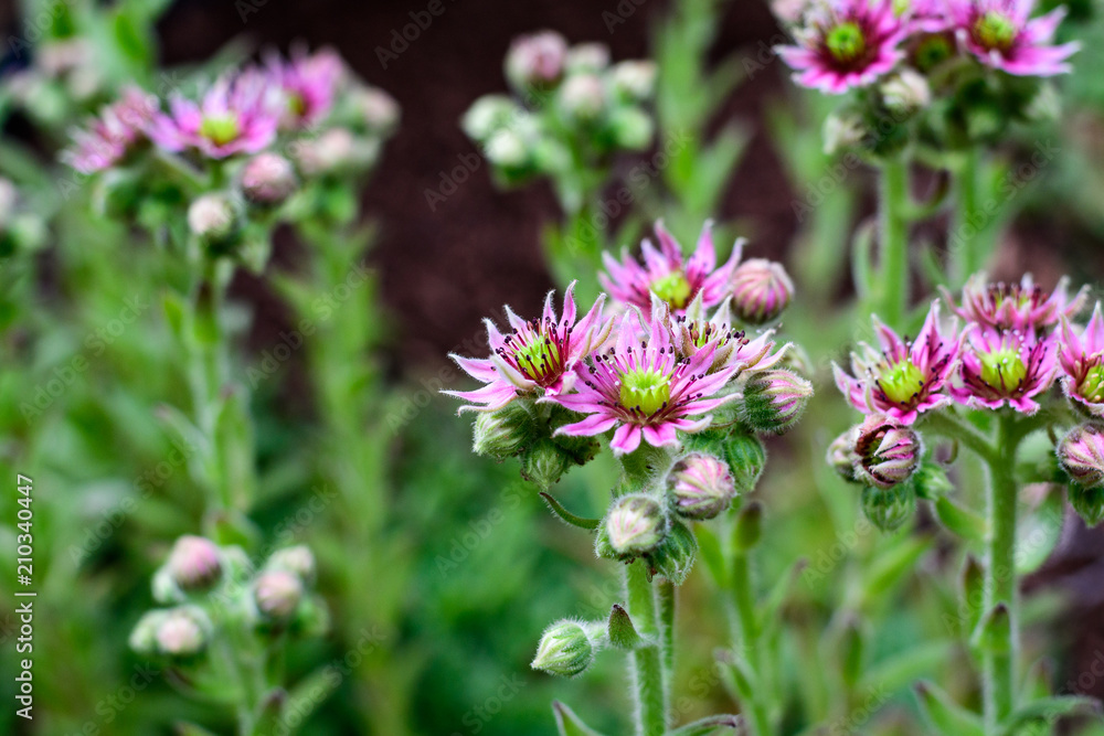 Succulents, hen and chicks plants in bloom, many flowers with pink petals and yellow centers
Succulents, hen and chicks plants in bloom, many flowers with pink petals and yellow centers