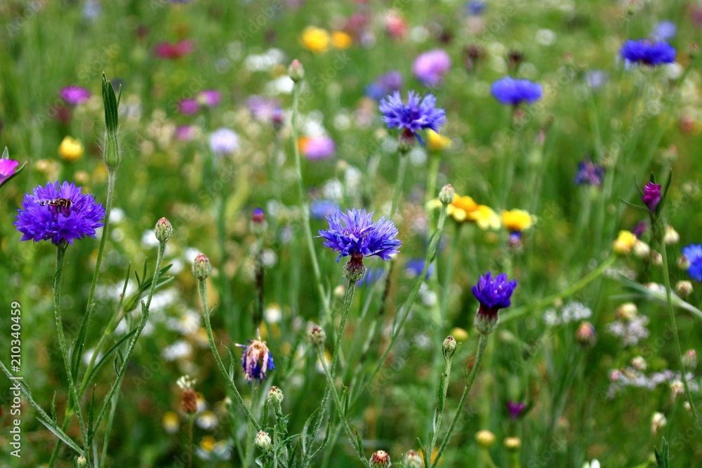 Naklejka premium artenvielfalt blumenwiese insektennahrung