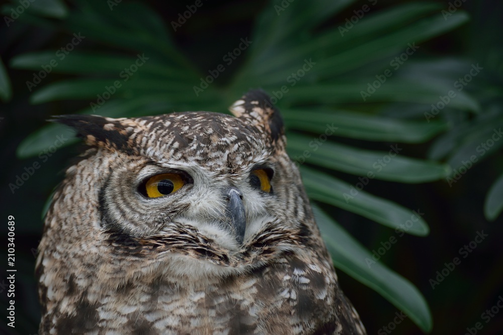 Fototapeta premium ワシミミズク