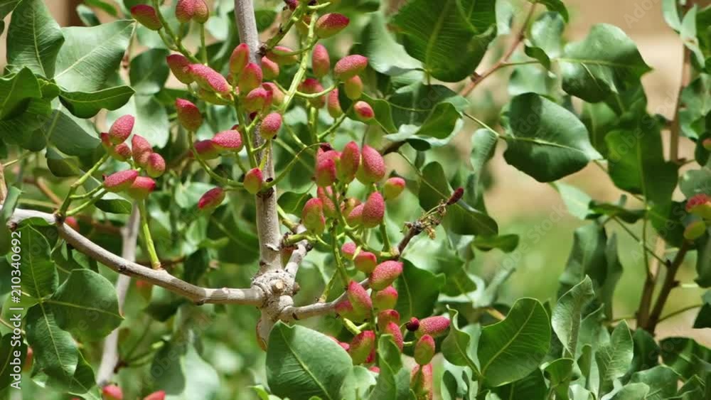 A zoomed in steady scenic shot of pistachio nuts hanging on its tree branch. A zoomed in steady scenic shot of pistachio nuts hanging on its tree branch.