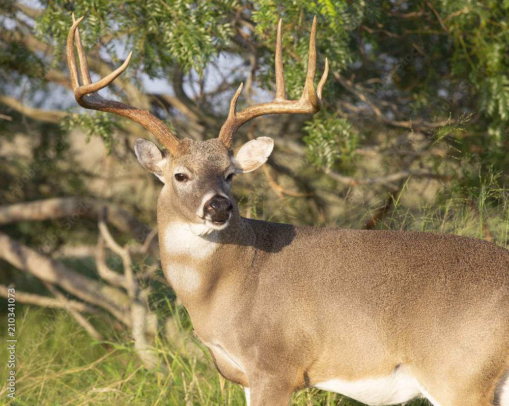 Fototapeta premium Beautiful White-tail Deer Buck in Texas