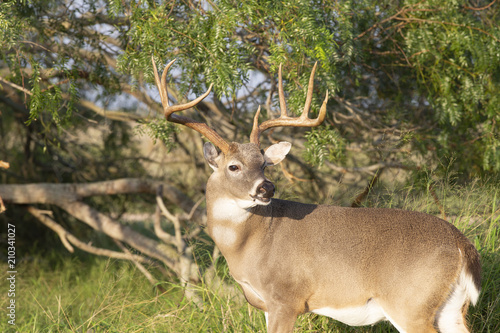 Beautiful White-tail Deer Buck in Texas