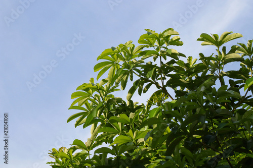 Tree leaf fresh branch on sky blue, Forest tree branch landscape green, Background tree green natural, Tree Spherical shape