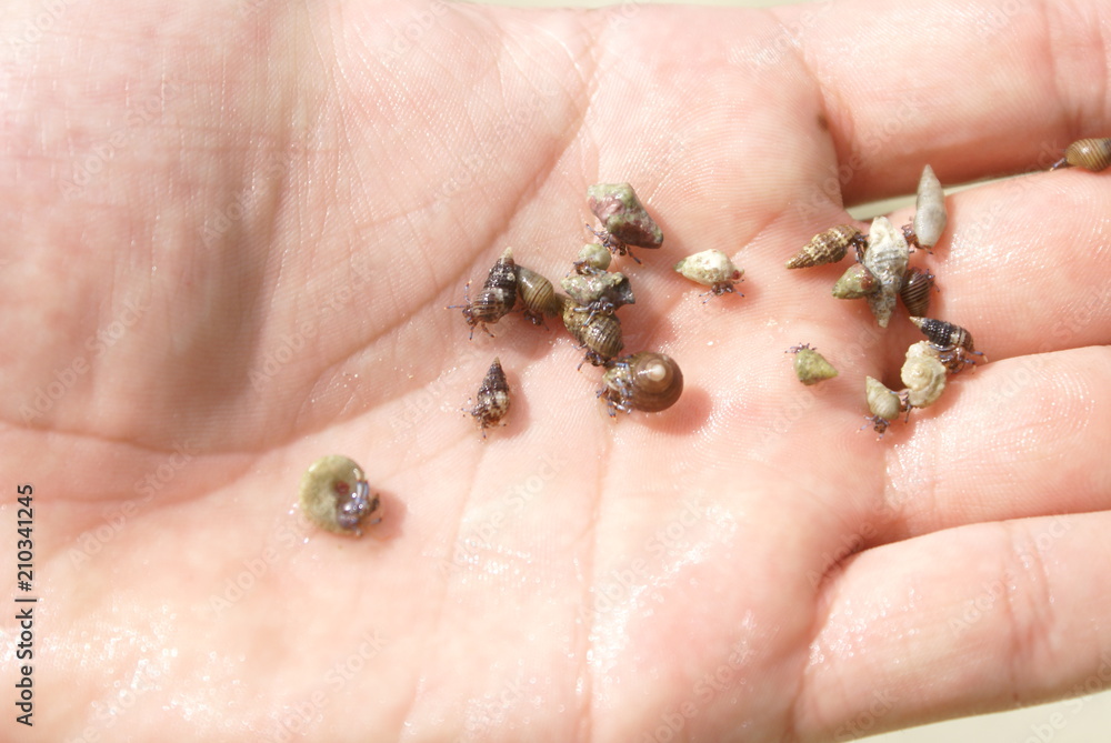 Obraz premium hermit crabs