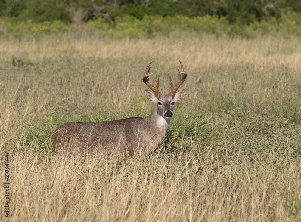 Beautiful White-tail Deer Buck in Texas Beautiful White-tail Deer Buck in Texas