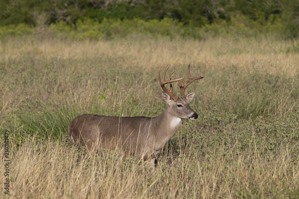 Beautiful White-tail Deer Buck in Texas Beautiful White-tail Deer Buck in Texas