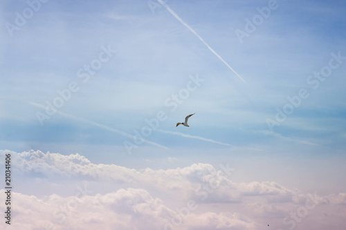 Seagull in flight. Beautiful sky, the gull flies against the background of clouds and traces from the aircraft. Journey to rest. © SVIATLANA