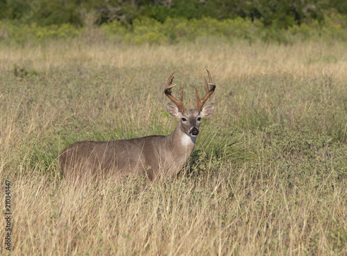 Beautiful White-tail Deer Buck in Texas © Dennis Donohue