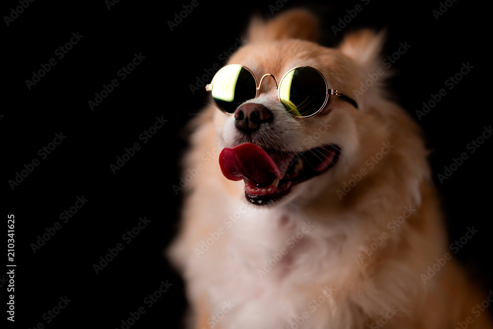 cute dog chihuahua with brown hair wear round sun glasses on black background cute dog chihuahua with brown hair wear round sun glasses on black background