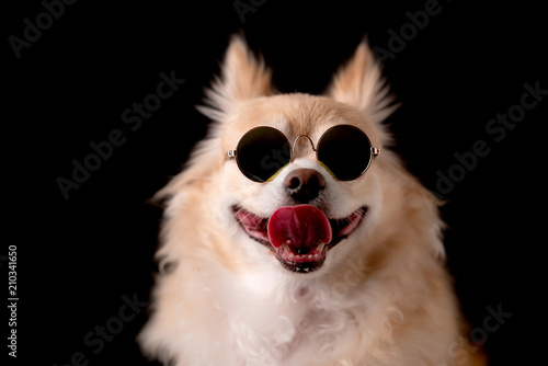cute dog chihuahua with brown hair wear round sun glasses on black background