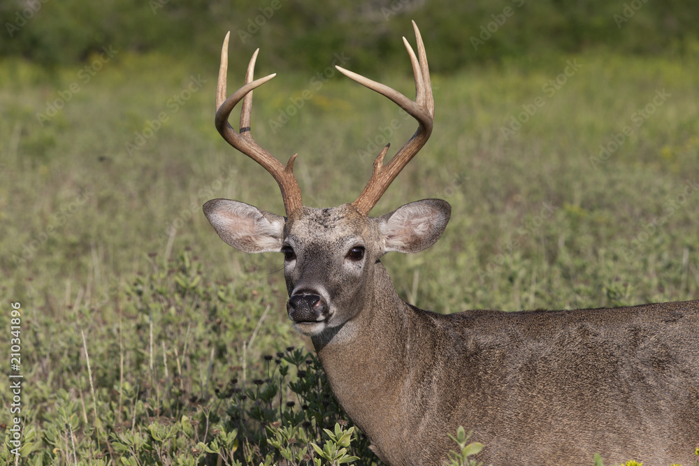 Beautiful White-tail Deer Buck in Texas Beautiful White-tail Deer Buck in Texas
