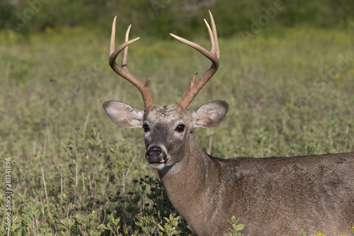 Beautiful White-tail Deer Buck in Texas