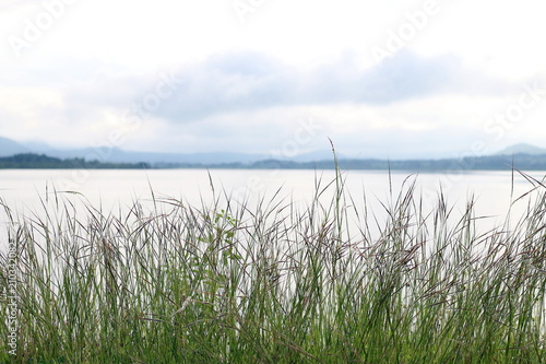 grass flower morning bright at river  grass nature and lake surface water landscape view lake sunlight soft dam view Background