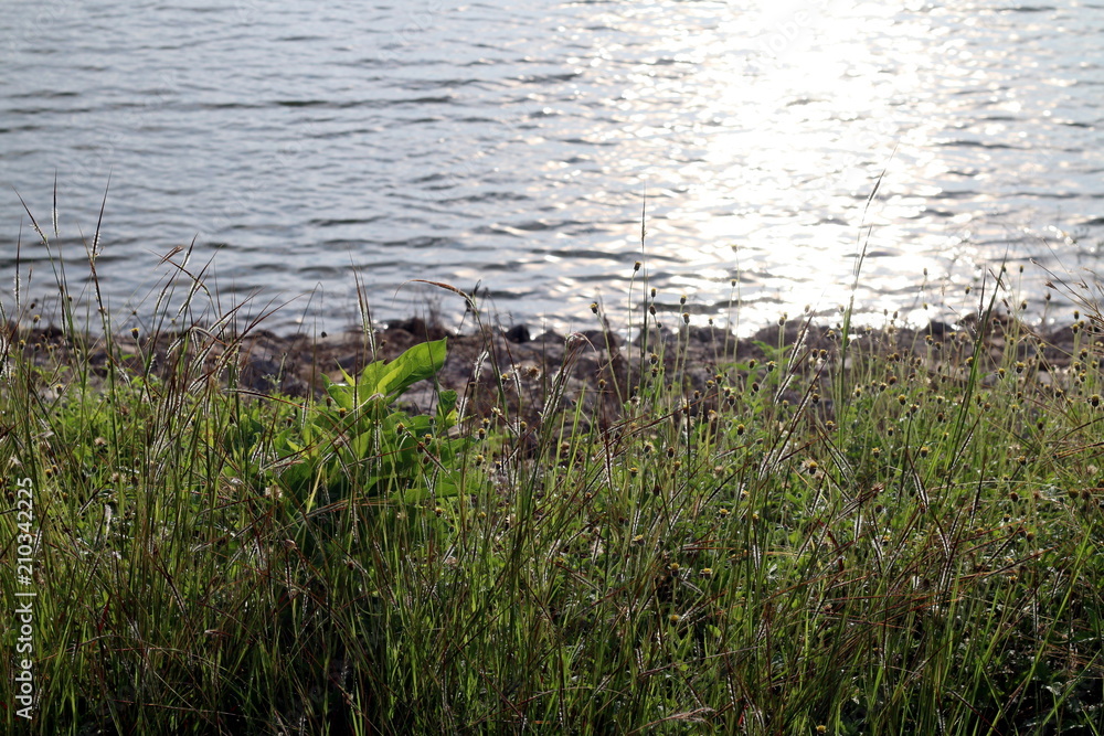 Grass flower, Grass and Surface water in lake or river landscape background sunlight morning day time and sunlight Grass flower, Grass and Surface water in lake or river landscape background sunlight morning day time and sunlight