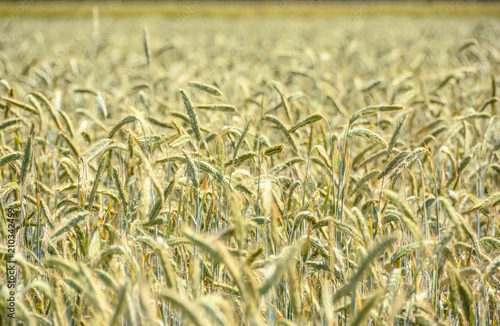 Weizen in der Unschärfe