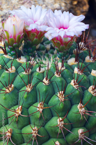 cactus flowers Gymnocalycium saglionis photo