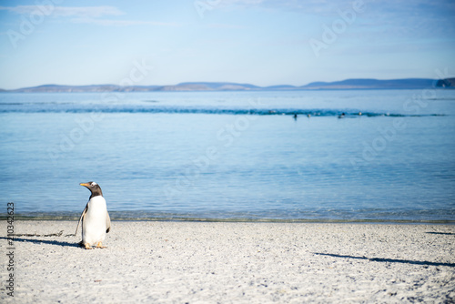 Wallpaper Mural 海辺のジェンツーペンギン Torontodigital.ca