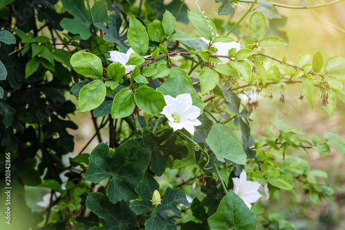 Coccinia grandis (L.) Voigt leaves and flowers  photo