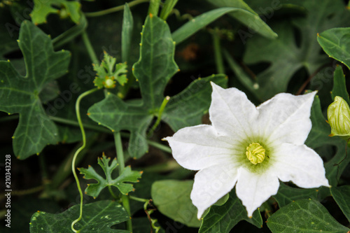 Coccinia grandis (L.) Voigt leaves and flowers  photo