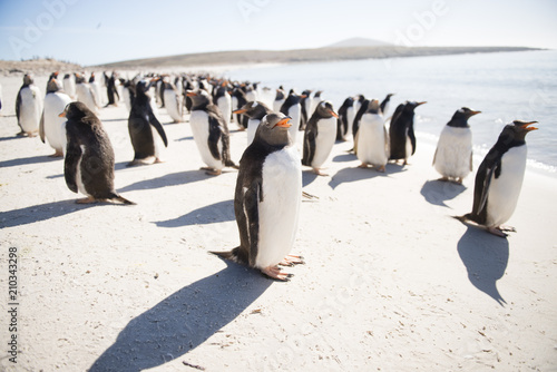 海辺のジェンツーペンギン