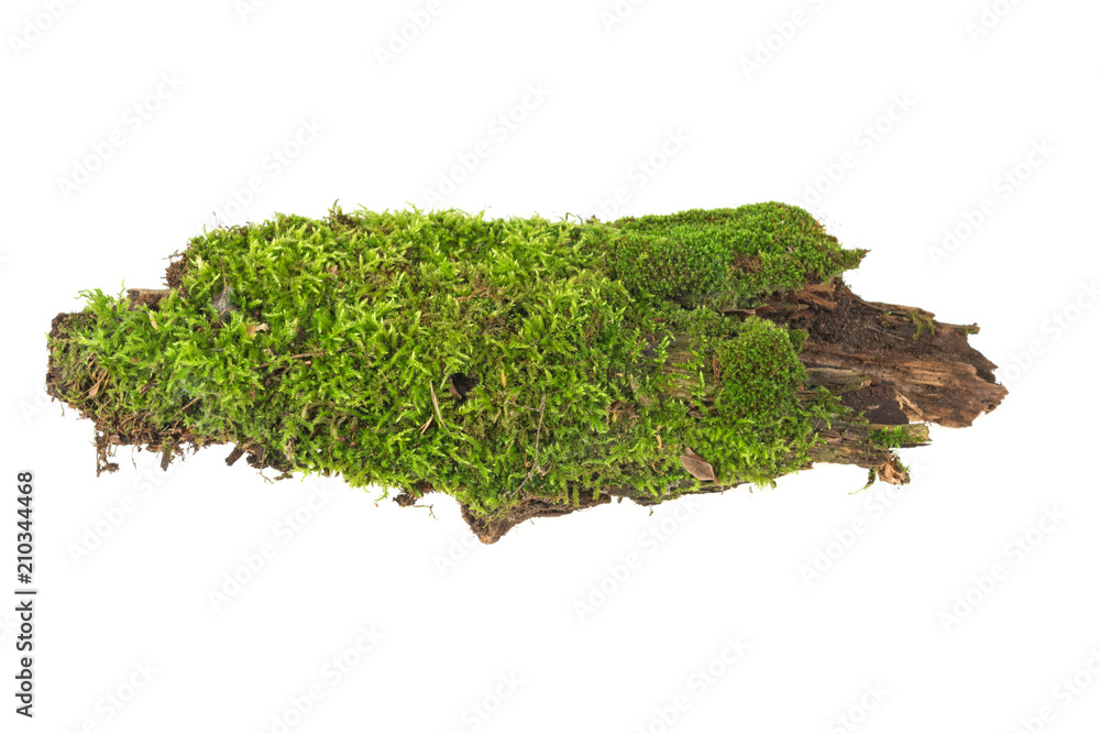 moss on wood on a white background moss on wood on a white background