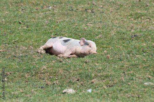 petit cochon qui fait la sieste photo