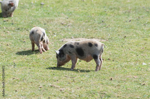 cochonnet dans l'herbe  photo