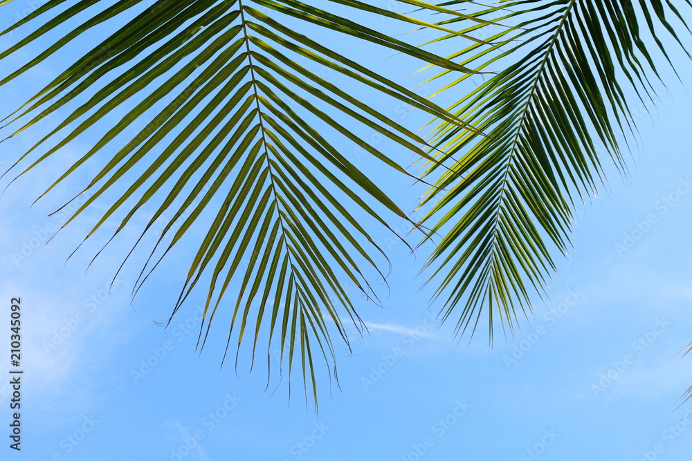 coconut palm leaf close up, coconut leaf background, palm leaf on sky background