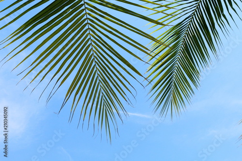 coconut palm leaf close up  coconut leaf background  palm leaf on sky background