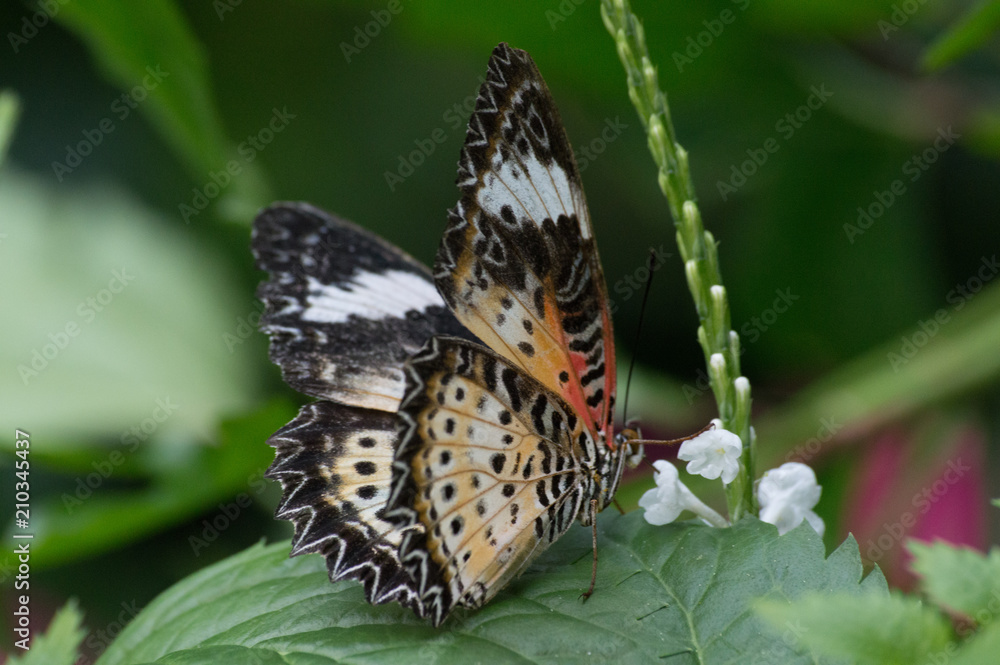papillon tropical