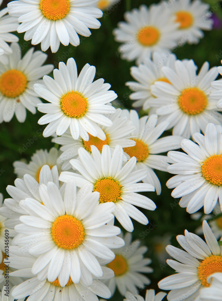 Macro shot of big daisies. Macro shot of big daisies.