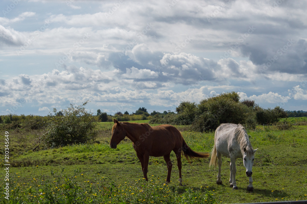 Fototapeta premium chevaux 