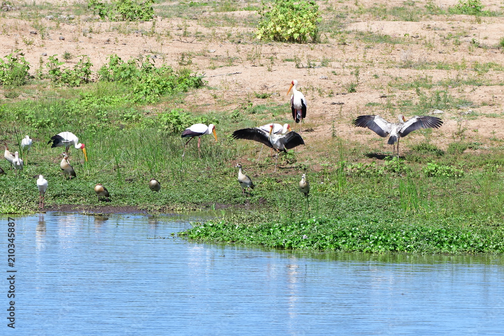 storks,goose and spoonbills on bank of river,Kruger national park,South africa