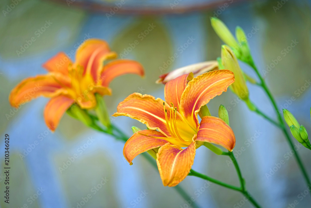 Fototapeta premium Orange tropical lilly flowers in garden close-up 2