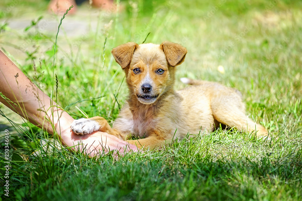 Portrait of funny puppy on the grass Portrait of funny puppy on the grass