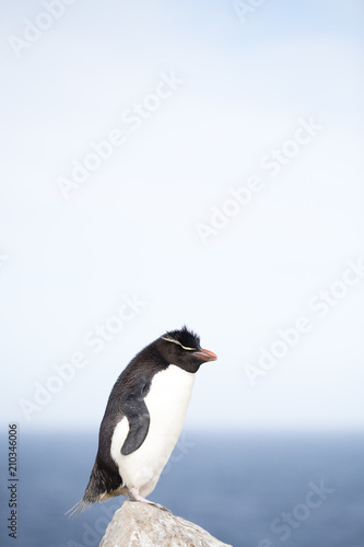 Crested penguin standing on rock photo