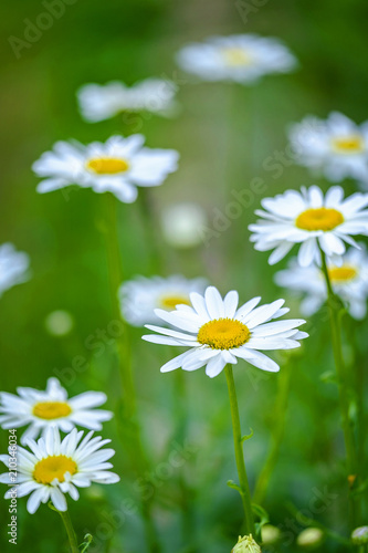 Green field full of chamomile 2