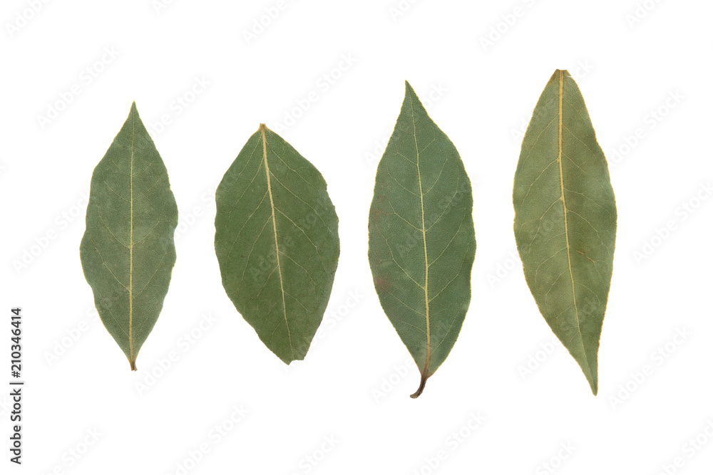bay leaves on white background bay leaves on white background