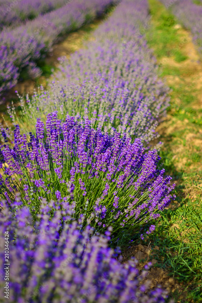Fototapeta premium Beds on a beautiful lavender field in summer 11