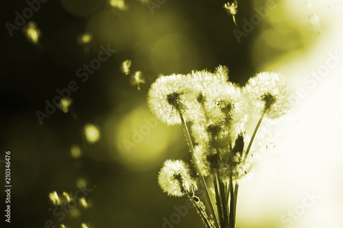 Fototapeta Naklejka Na Ścianę i Meble -  Dandelions on blurred background in the sunlight