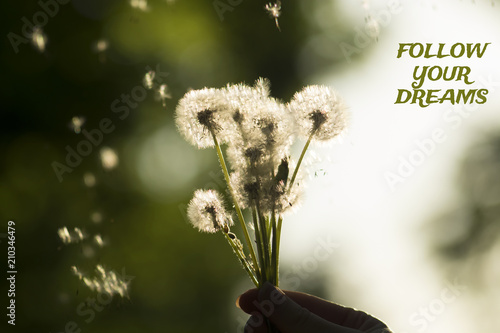 Fototapeta Naklejka Na Ścianę i Meble -  Follow your dreams concept. Dandelions on blurred background in the sunlight