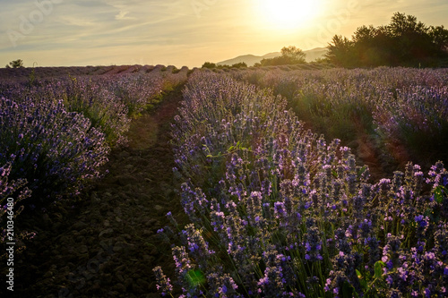 Endless beautiful lavender fields surrounded by mountains at sunset 2