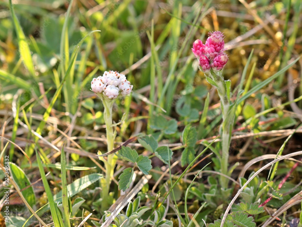 Fototapeta premium Weißes männliches und rotes weibliches Gewöhnliches Katzenpfötchen (Antennaria dioica) 