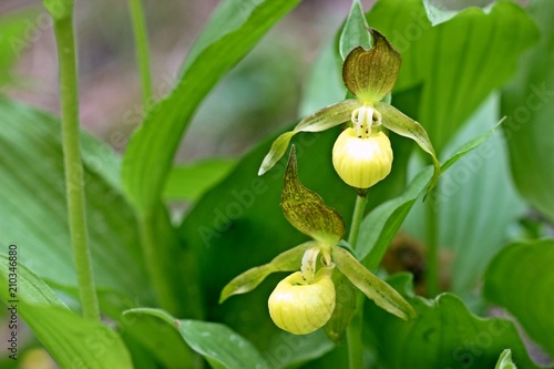 Farbvariante des Gelben Frauenschuhs (Cypripedium calceolus var. fulvum) 