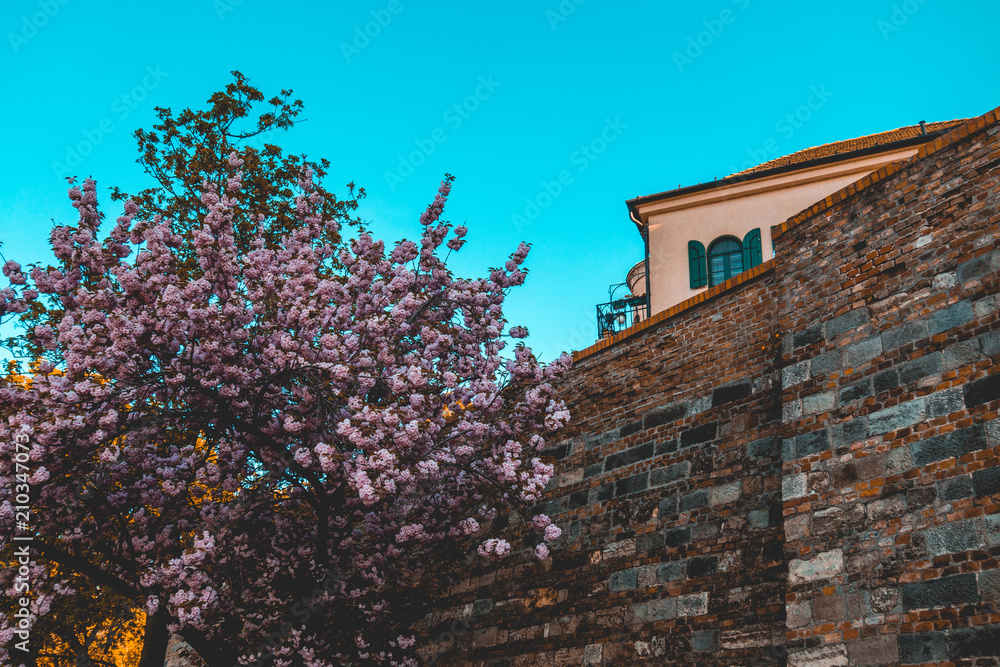ancient wall with pink tree in the foreground ancient wall with pink tree in the foreground