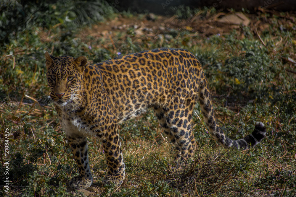 Fototapeta premium Preadator