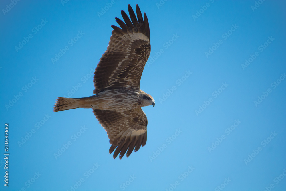 Obraz premium Fly High