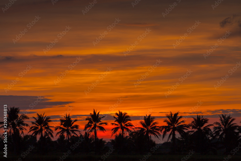 Silhouette palm tree of sunrise with foggy background