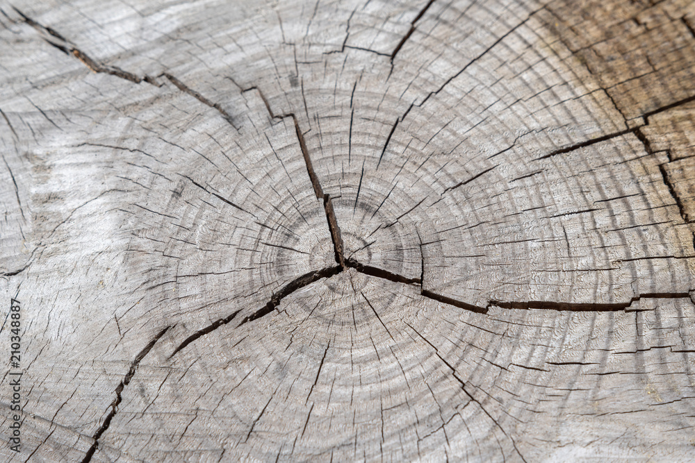 Fototapeta premium Baumstamm Querschnitt mit Jahresringe